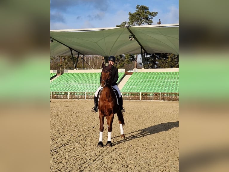 Suche Reitbeteiligung