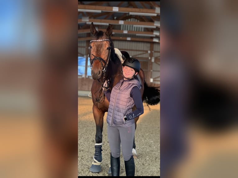 Suche Reitbeteiligung