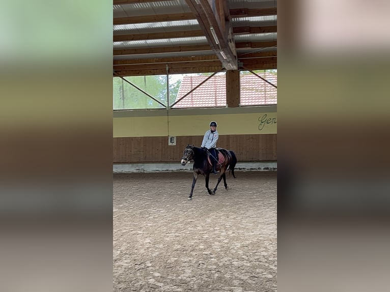Suche Reitbeteiligung 