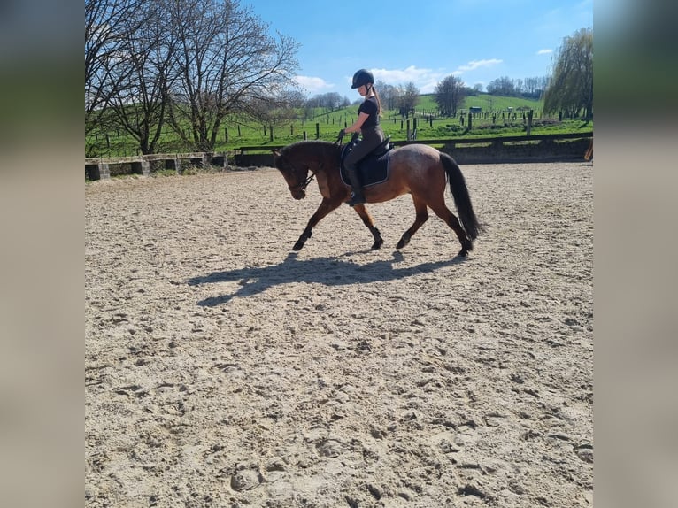 Suche Reitbeteiligung  Suche Reitbeteiligung