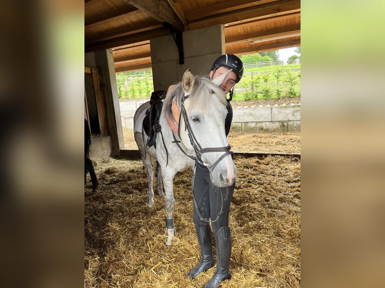 Suche Reitbeteiligung 
