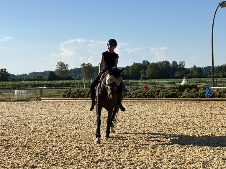 Suche Reitbeteiligung 🫶🏻