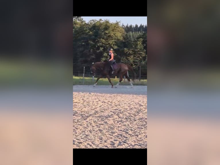Suche Reitbeteiligung