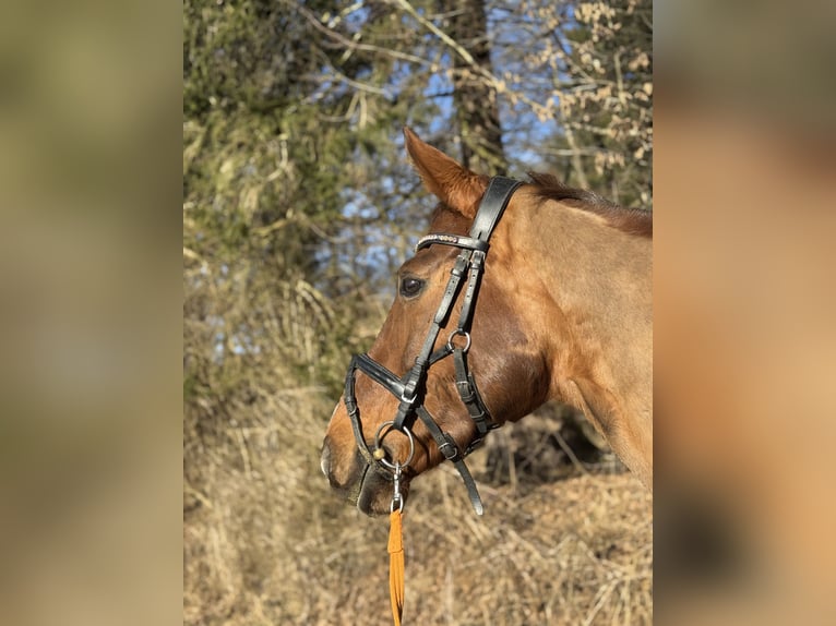 Suche Reitbeteiligung