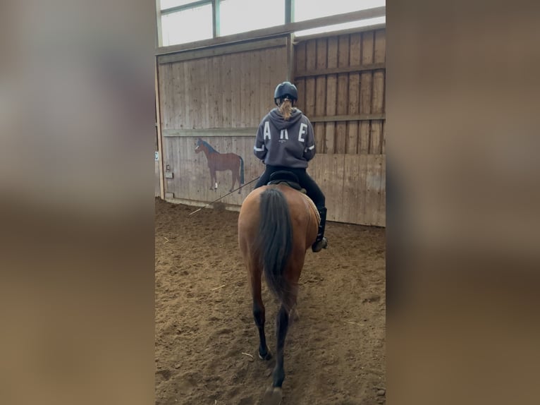 Suche Reitbeteiligung