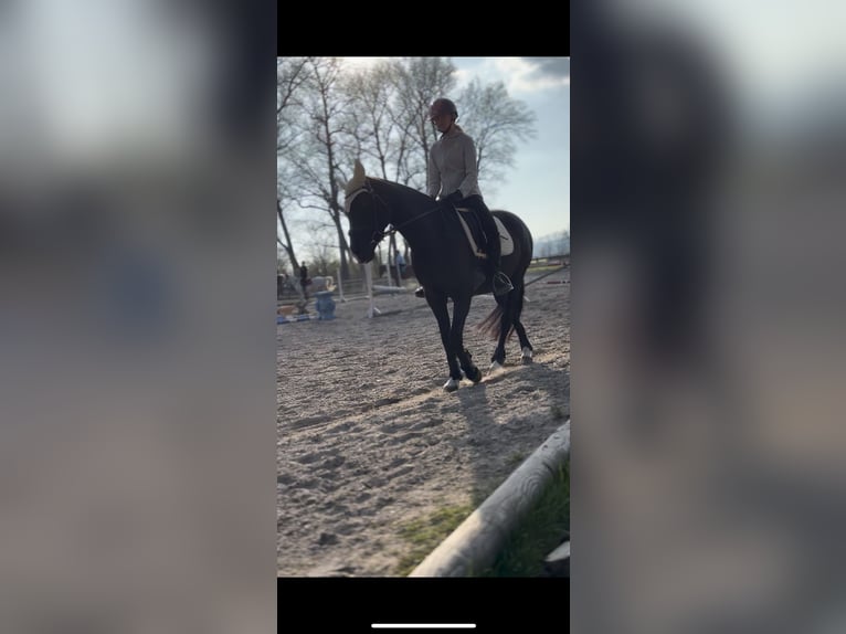 Suche Reitbeteiligung 🫶🏻