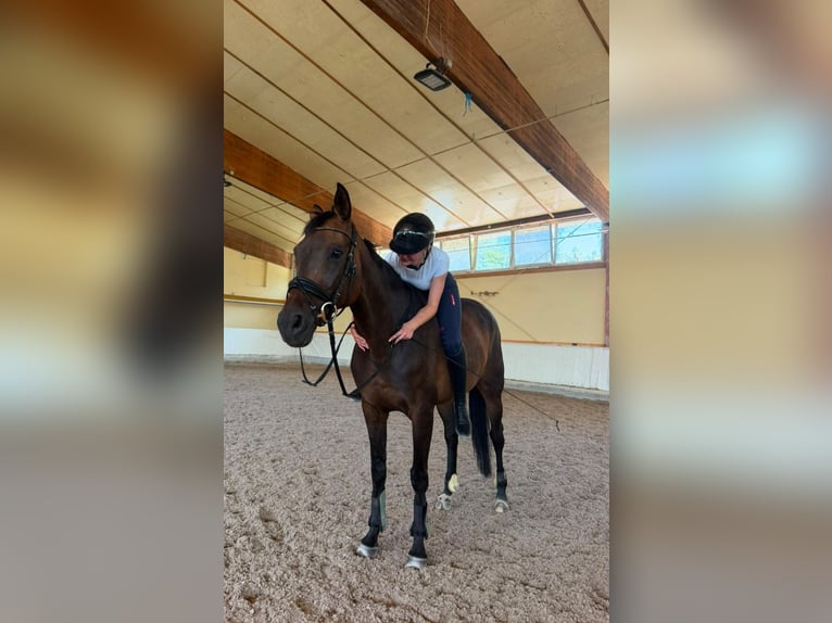 Suche Reitbeteiligung