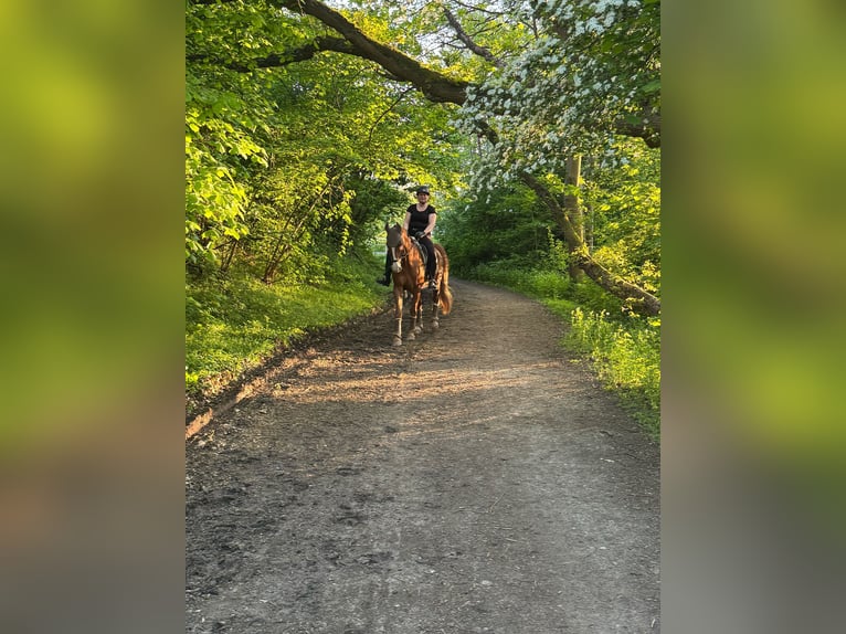 Suche Reitbeteiligung Suche Reitbeteiligung