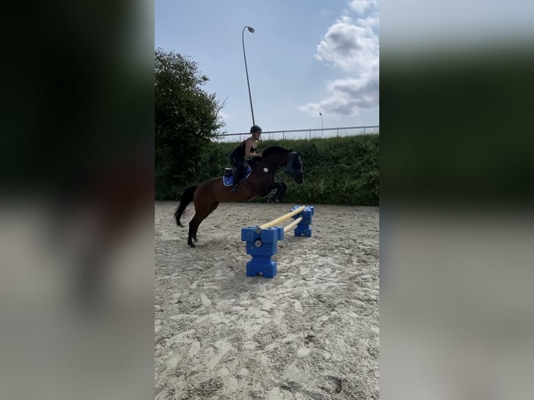 Suche Reitbeteiligung 