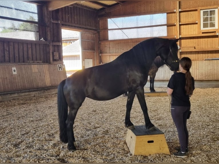 Suche Reitbeteiligung  Suche Reitbeteiligung