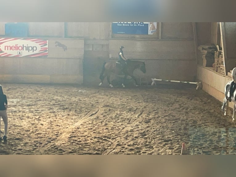 Suche Reitbeteiligung 
