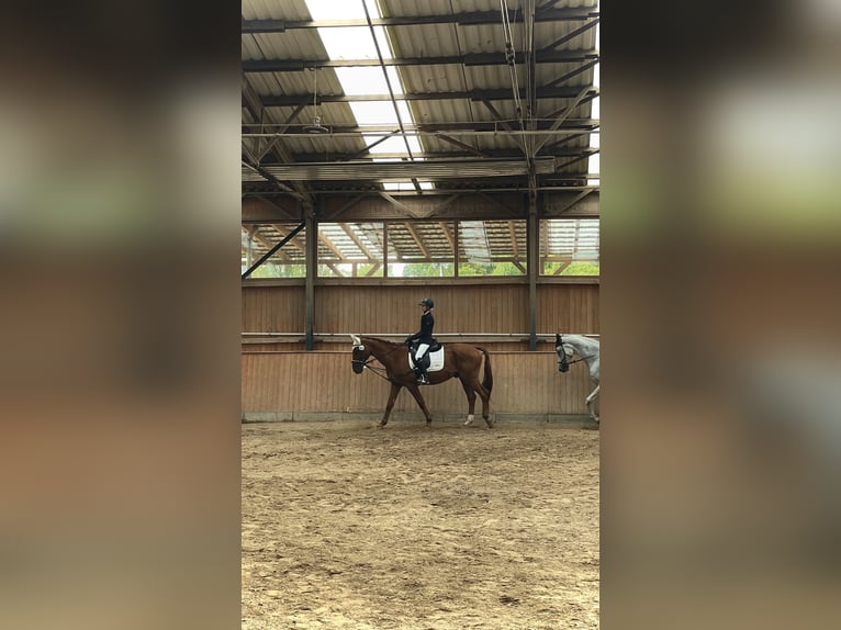 Suche Reitbeteiligung