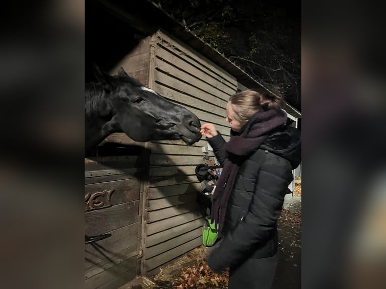 Suche Reitbeteiligung
