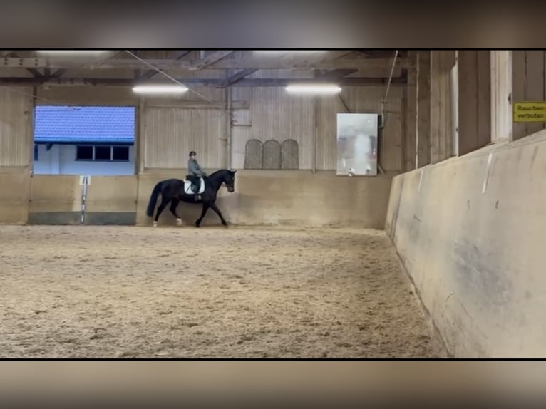 Suche Reitbeteiligung