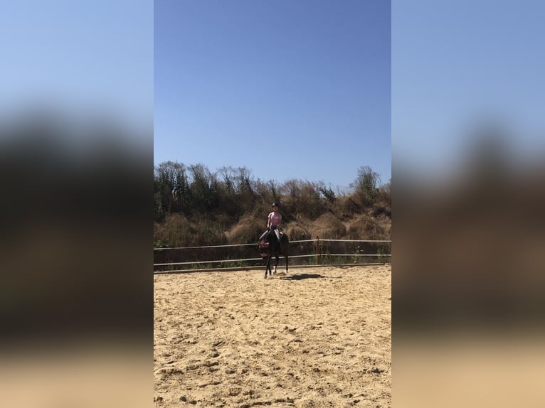Suche Reitbeteiligung