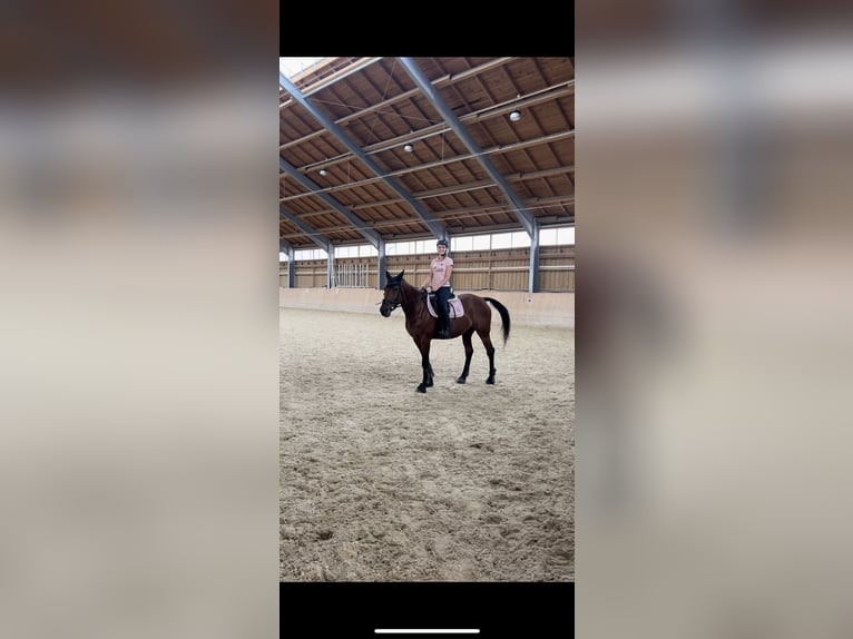 Suche Reitbeteiligung 