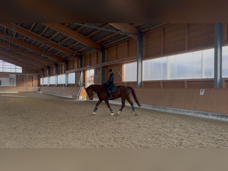 Suche Reitbeteiligung