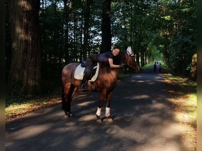 Suche Reitbeteiligung  Suche Reitbeteiligung