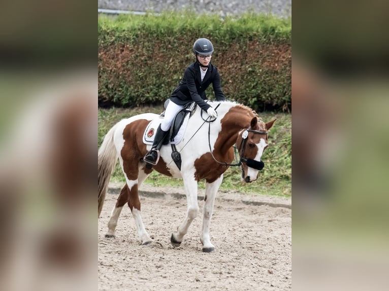 Suche Reitbeteiligung