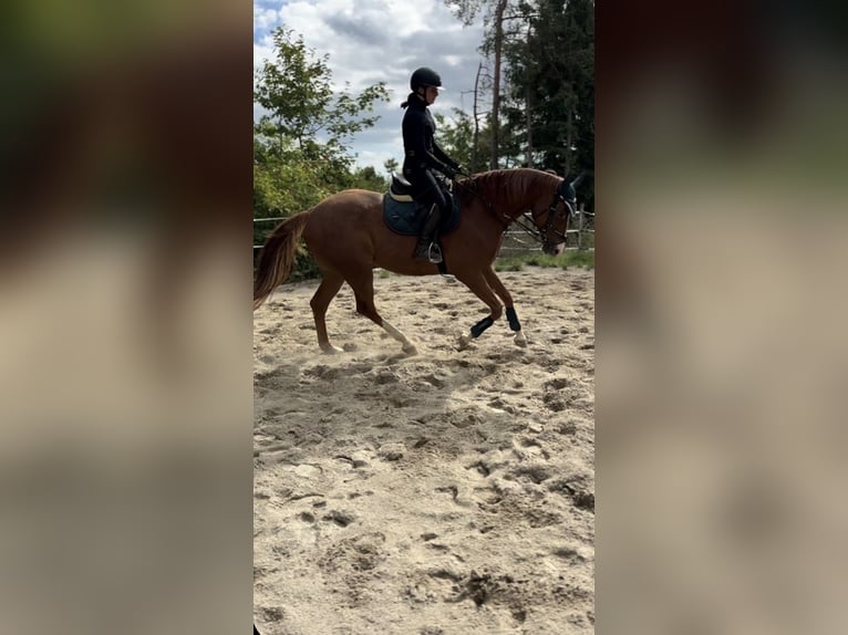 Suche Reitbeteiligung