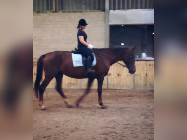Suche Reitbeteiligung Suche Reitbeteiligung