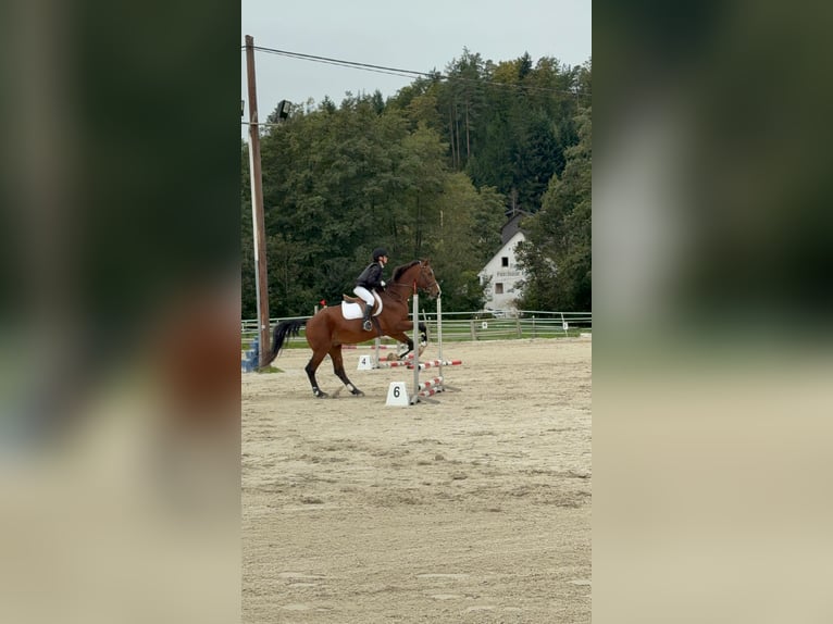 Suche Reitbeteiligung
