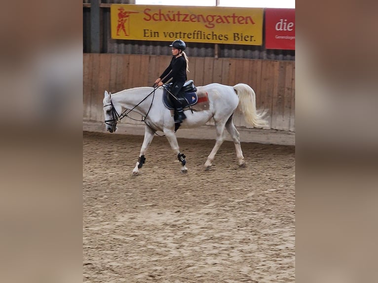 Suche Reitbeteiligung