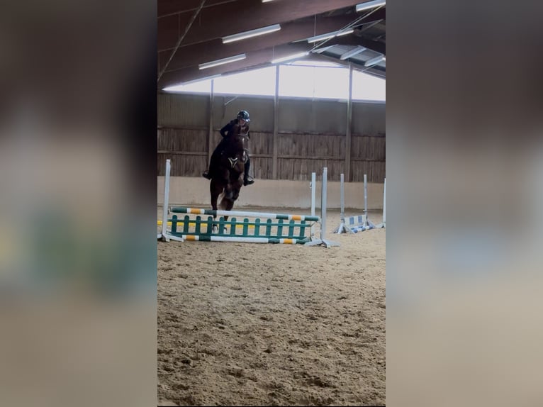 Suche Reitbeteiligung