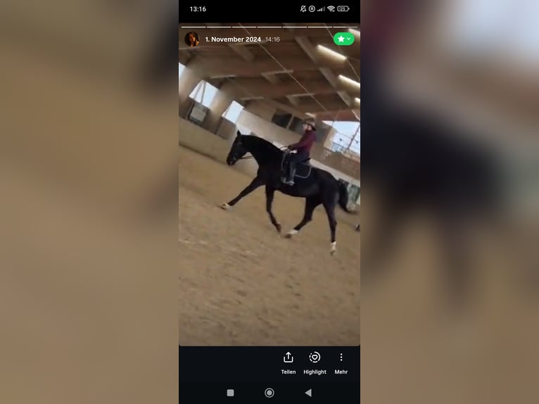 Suche Reitbeteiligung