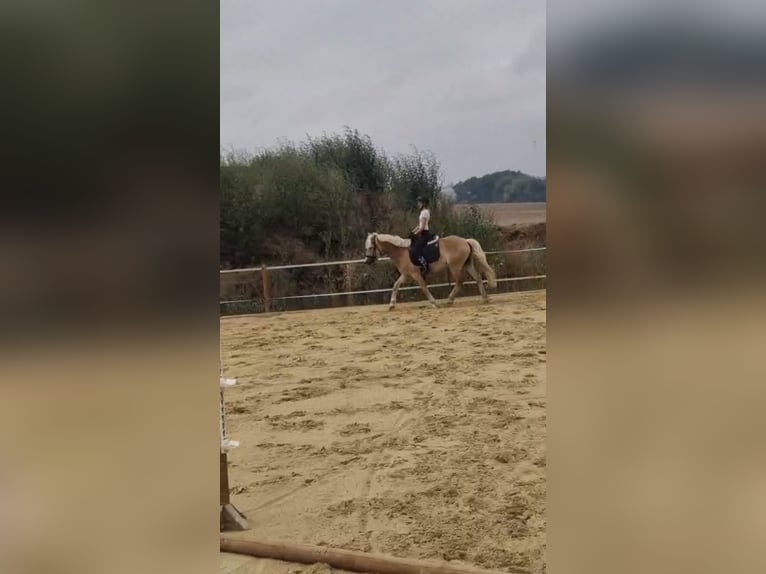 Suche Reitbeteiligung