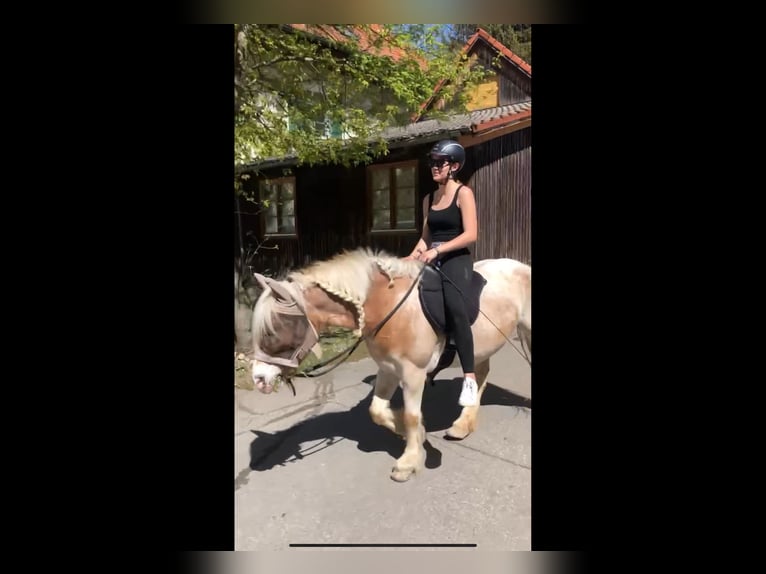 Suche Reitbeteiligung 