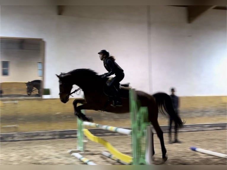 Suche Reitbeteiligung 