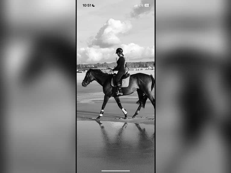 Suche Reitbeteiligung 