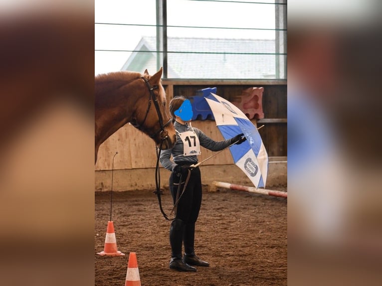 Suche Reitbeteiligung