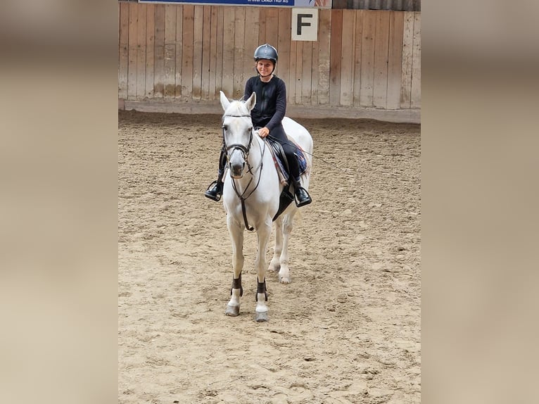 Suche Reitbeteiligung