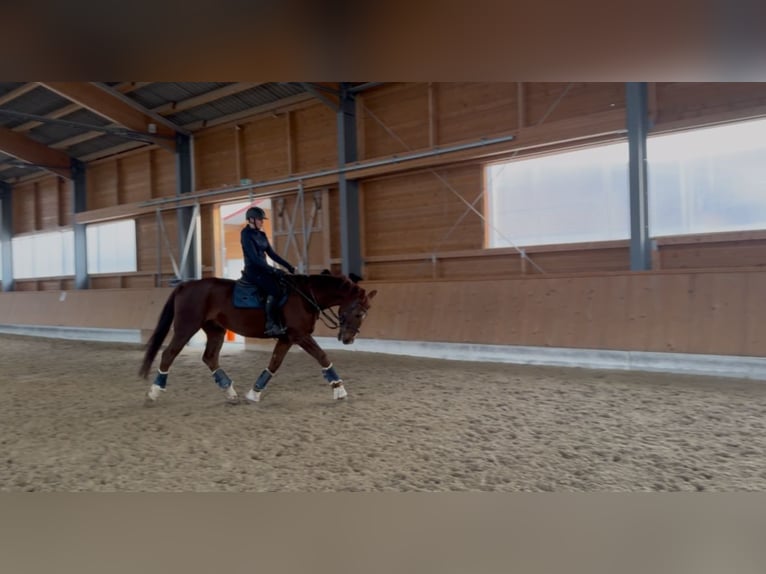 Suche Reitbeteiligung