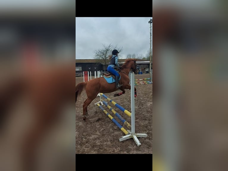 Suche Reitbeteiligung