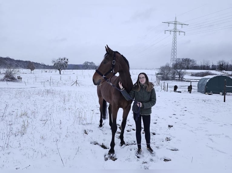 Suche Reitbeteiligung 