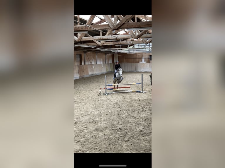 Suche Reitbeteiligung 