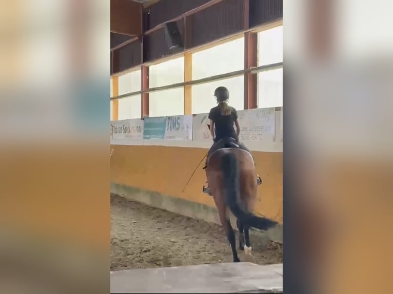 Suche Reitbeteiligung