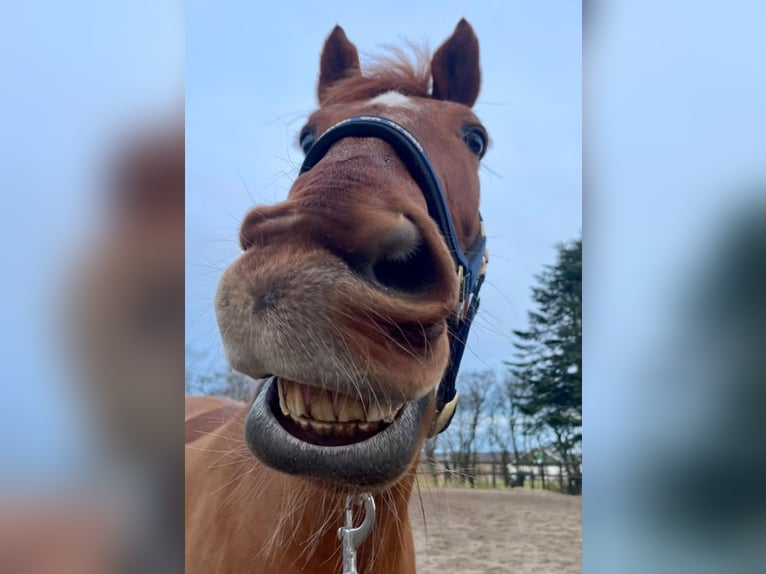 Suche Reitbeteiligung!!🥹