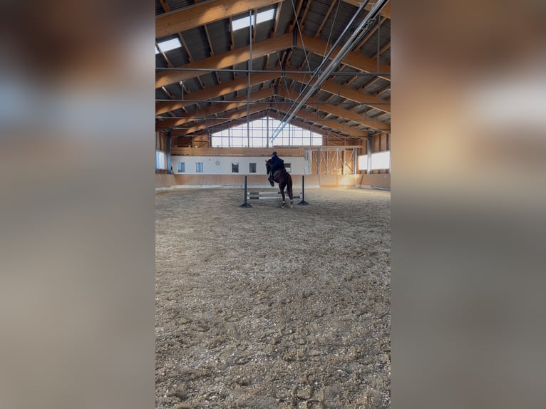 Suche Reitbeteiligung