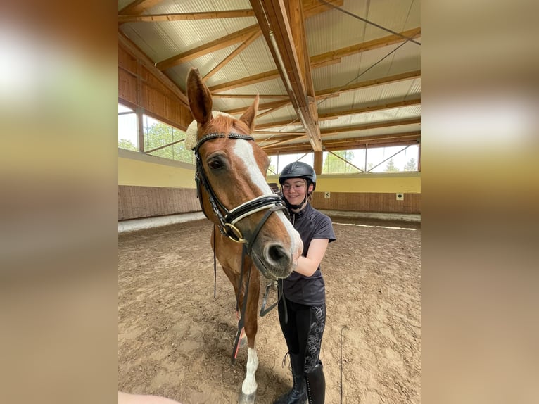 Suche Reitbeteiligung 