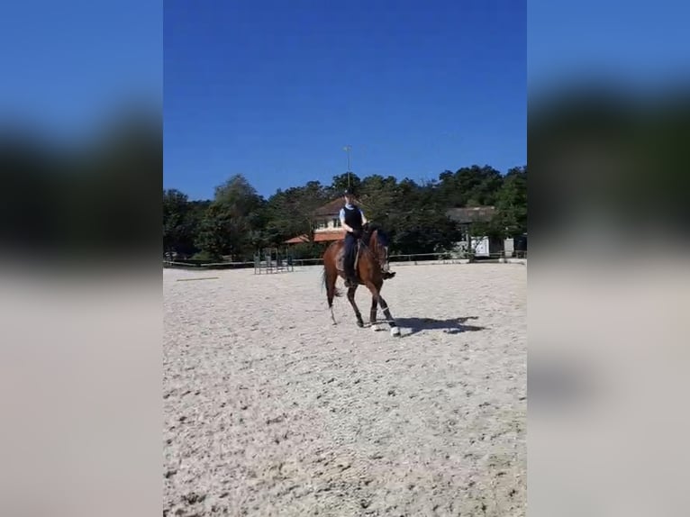Suche Reitbeteiligung
