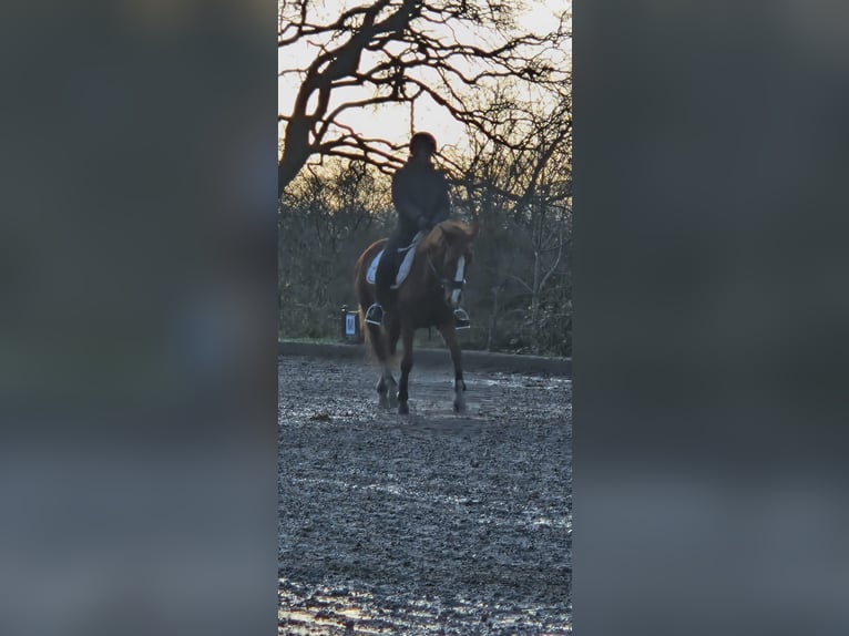 Suche Reitbeteiligung  Suche Reitbeteiligung