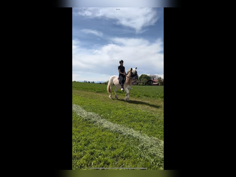 Suche Reitbeteiligung 