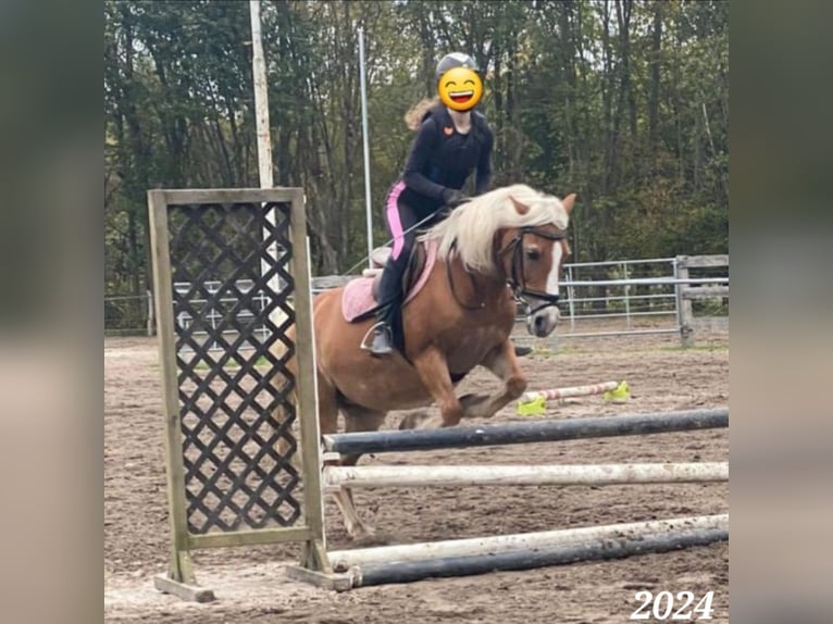 Suche Reitbeteiligung