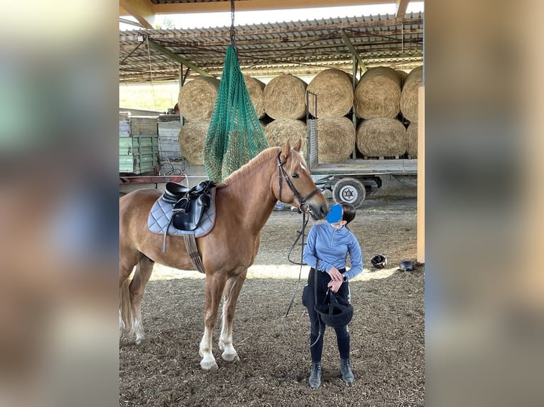 Suche Reitbeteiligung