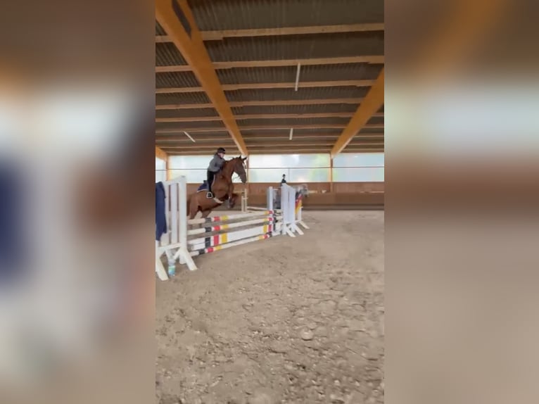 Suche Reitbeteiligung