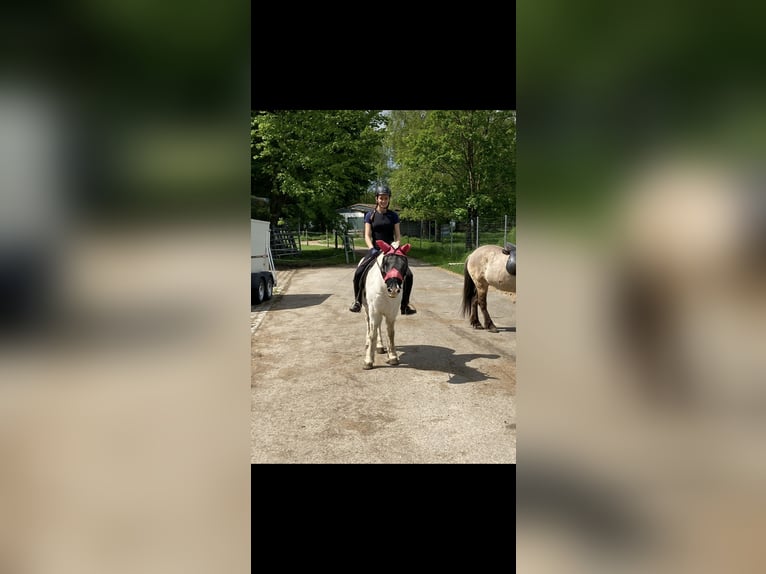 Suche Reitbeteiligung 